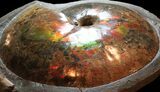 Museum Quality Placenticeras Ammonite - South Dakota #31427-5
